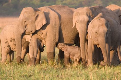 China's Wandering Wild Elephant Herd Captivates The World