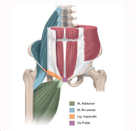 Groin Lymph Nodes Diagram