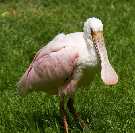 Picture of a roseate spoonbill bird - About Wild Animals