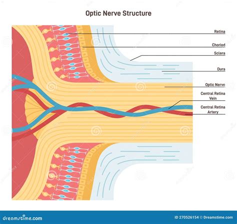 Nerve Structure. Human Nervous System Connective Tissue. Labeled Scheme ...