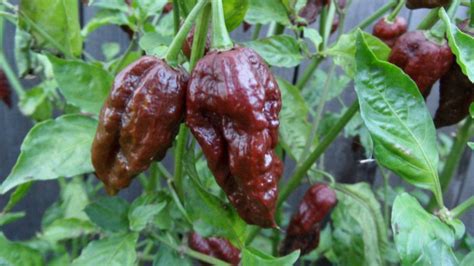 Chocolate Bhut Jolokia Seeds - Peppers - Hot - SeedWise.com