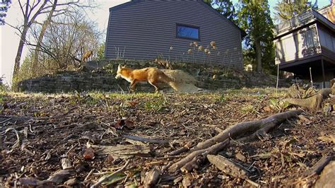 Urban Foxes: Exploring New Ecosystems | PBS LearningMedia