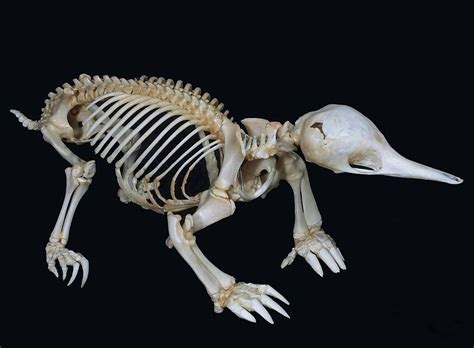 Pin by chris on animal photographs | Animal skeletons, Echidna, Skull and bones