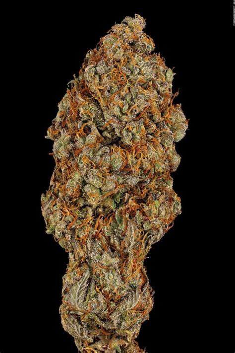 Apricot Candy Feminised - Paradise Seeds - Cannabis Seeds