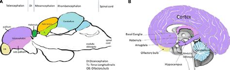 Frontiers | The Brilliance of the Zebrafish Model: Perception on ...