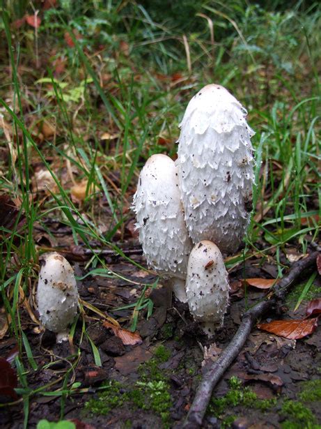 Coprinus Comatus Free Stock Photo - Public Domain Pictures