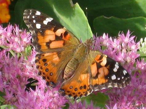 Painted Lady Butterfly Release - Michigan Native Butterfly Farm