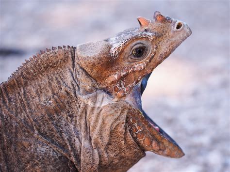 Alberto Lopez - Dominican Republic Wildlife