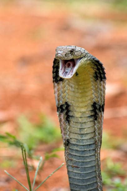 King Cobra Prey Stock Photos, Pictures & Royalty-Free Images - iStock