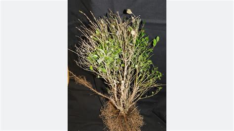 Guidelines set for boxwood blight - Nursery Management