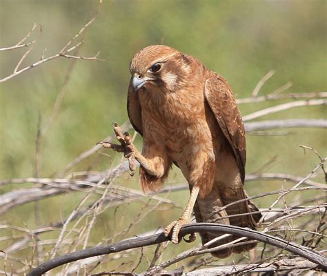 Richard Waring's Birds of Australia: Another Brown Falcon with prey experience feet, tail and all