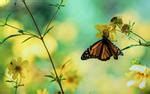 Daily Wallpaper: Butterfly Garden | I Like To Waste My Time
