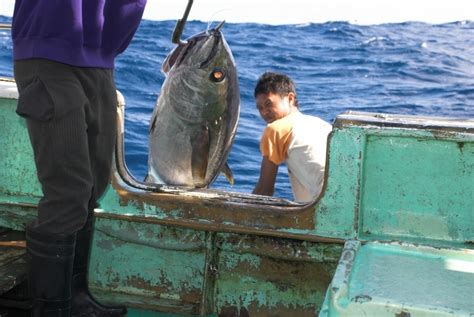 Indian Ocean fishing commission begins to embrace sustainability | WWF