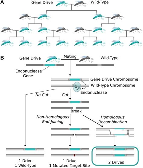 Exciting CRISPR-powered "gene drive" also has scientists deeply concerned - The Niche