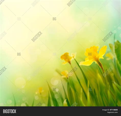 Daffodil Spring Image & Photo (Free Trial) | Bigstock