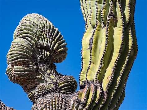 Fascinating Fasciation - Backbone Valley Nursery