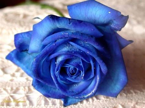 Blue Rose - Roses Wallpaper (13004506) - Fanpop