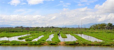 Floating gardens, Inle Lake | The lake is filled with garden… | Flickr