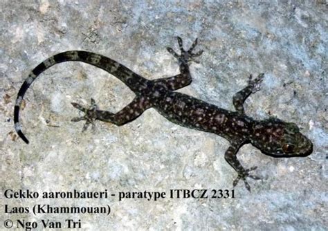 Gekko aaronbaueri | The Reptile Database