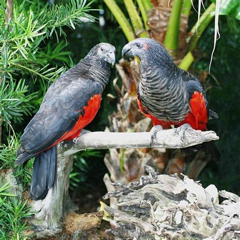 Psittrichas fulgidus Pesquet's parrot Conservation status: vulnerable ...