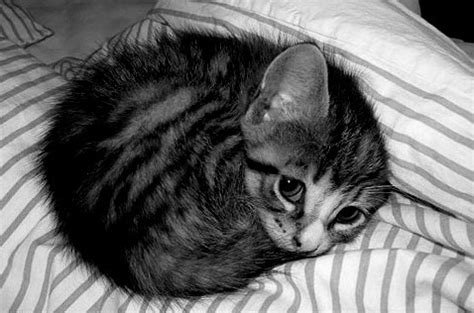 Super cute kitty - Cute Kittens Photo (19373911) - Fanpop