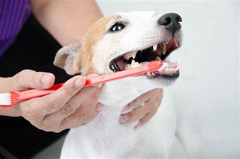 Do Your Dogs Gums Bleed When Brushing Them? - Here’s Why