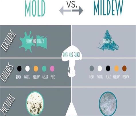 Mold vs. Mildew