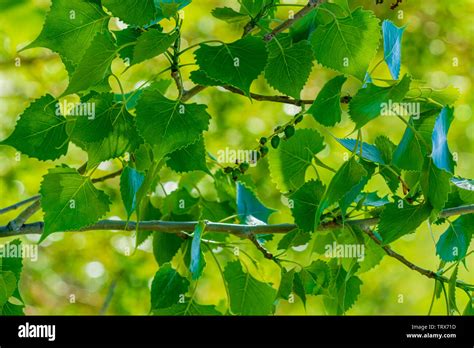 Plains Cottonwood Tree High Resolution Stock Photography and Images - Alamy