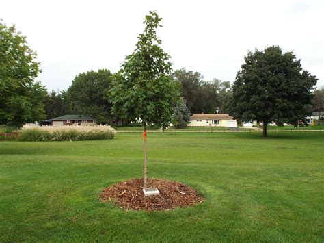 Memorial Trees — Rockford Park District Foundation