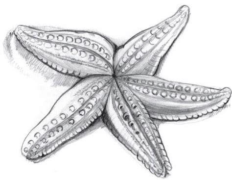 How to draw a starfish with a pencil step-by-step tutorial.