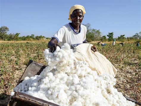 Forex payment for cotton farmers on the cards