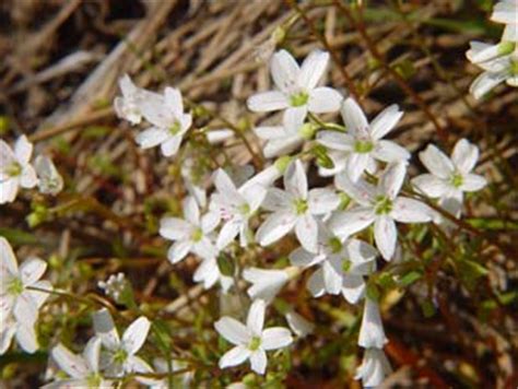 Eastern Washington wildflowers