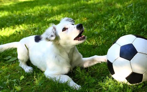 How to Play Soccer with Your Dog - Love and Kisses Pet Sitting, NC