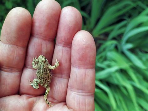 Natterjack Toad Photograph by Emilio Ereza - Fine Art America