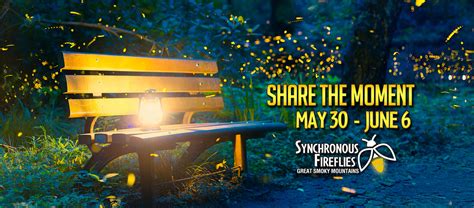 Synchronous Fireflies in the Smoky Mountains - Best Read Guide Smoky ...