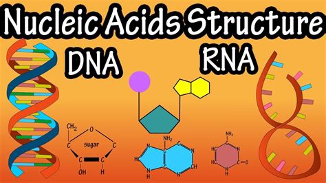 [DIAGRAM] Amino Acids Rna Diagram - MYDIAGRAM.ONLINE