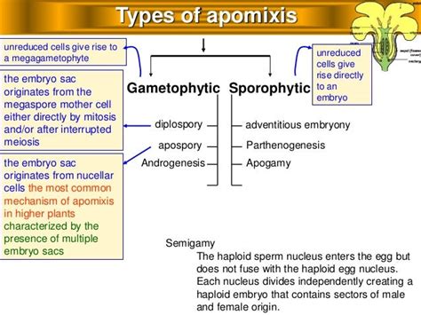 Apomixis in plants