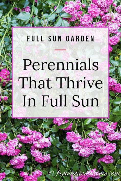 16 Full Sun Perennials: Low Maintenance Plants That Thrive In Sun