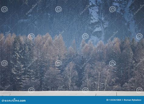 Coniferous Forest in the Mountains Stock Photo - Image of breathtaking ...