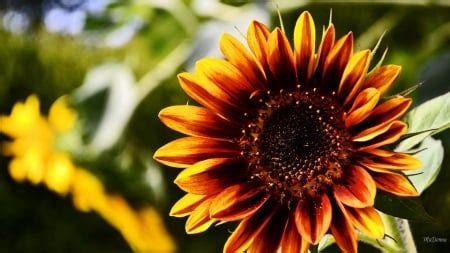 Bright Sunflower - Flowers & Nature Background Wallpapers on Desktop ...