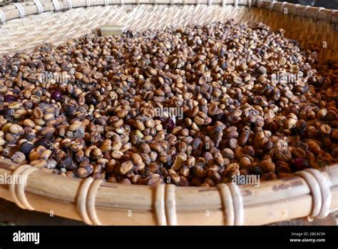 Weasel feces with embedded coffee beans Stock Photo - Alamy