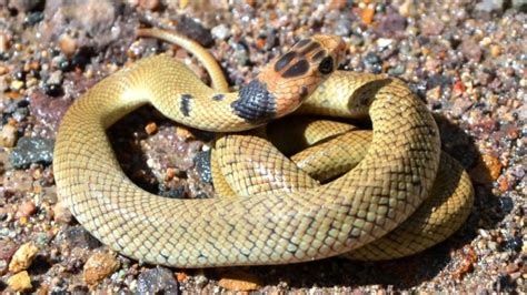 Queensland man dies after eastern brown snake bite