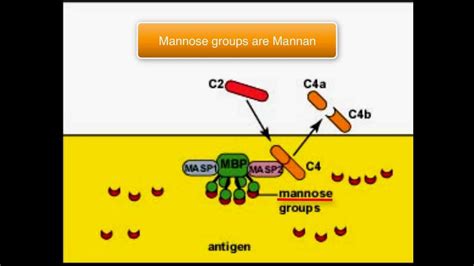 Complement system (Lectin pathway) - YouTube