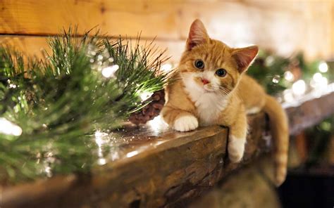 Christmas Cat Wallpapers - Wallpaper Cave