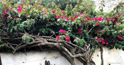 How To Get Rid Of Bougainvillea Plants