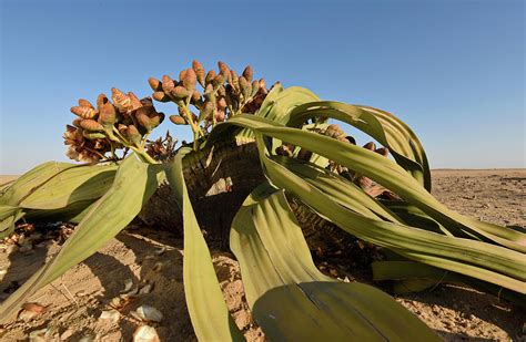 Welwitschia Mirabilis In The Namib #1 Photograph by Francesco Tomasinelli - Pixels