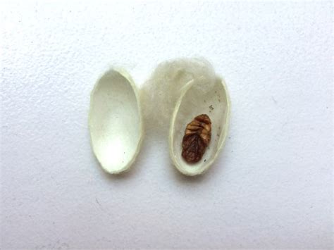 Dissect a silk worm cocoon to study metamorphosis