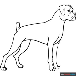 Boxer Dog Coloring Page | Easy Drawing Guides