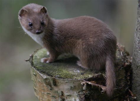 weasel images | Least weasel | Weasels | Pinterest | Animal, Wildlife and Wild animals