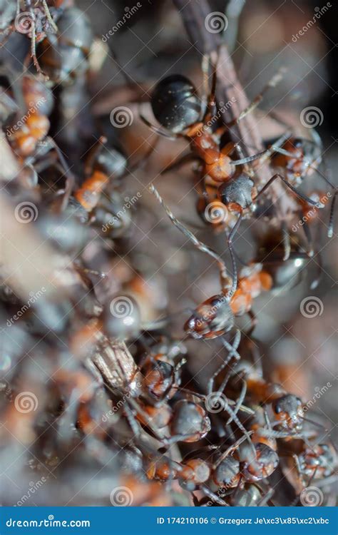 Ant Hill Red Forest Ants Close-up. Red Ants on Forest Floor Stock Photo - Image of hard, social ...